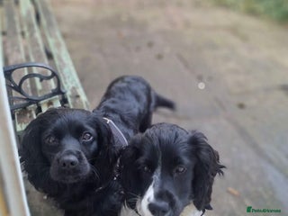 English Springer Spaniel dogs for sale - Advert 1