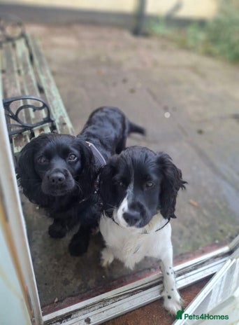 English Springer Spaniel dogs - Advert 1