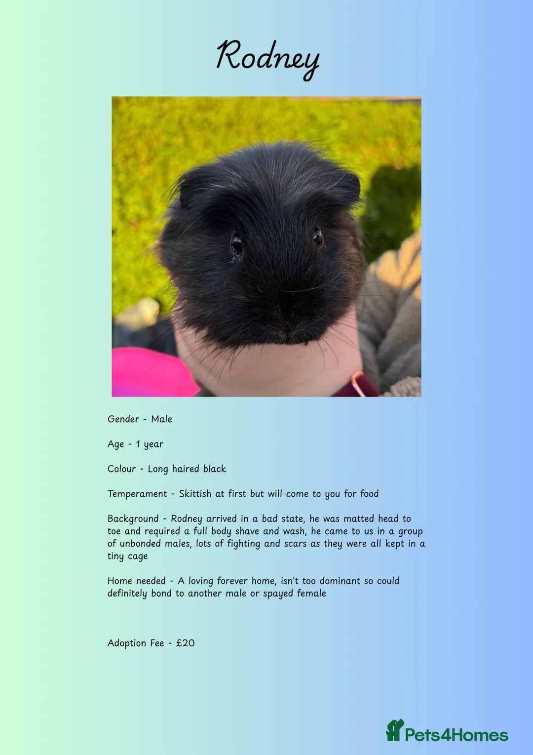 Guinea Pig rodents for sale: Male Piggies Up For Adoption  - Advert 8