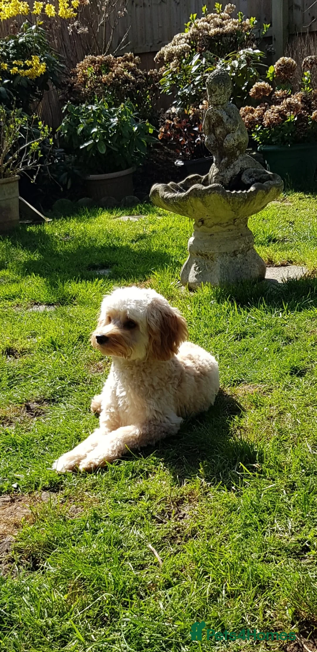 Cockapoo dogs for sale: Beautiful Hudson needs a loving forever home  - Advert 11
