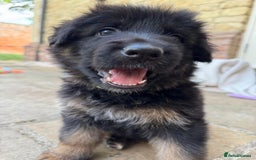 German Shepherd dogs for sale: Gorgeous and healthy German Shepherds Puppies - Image 18