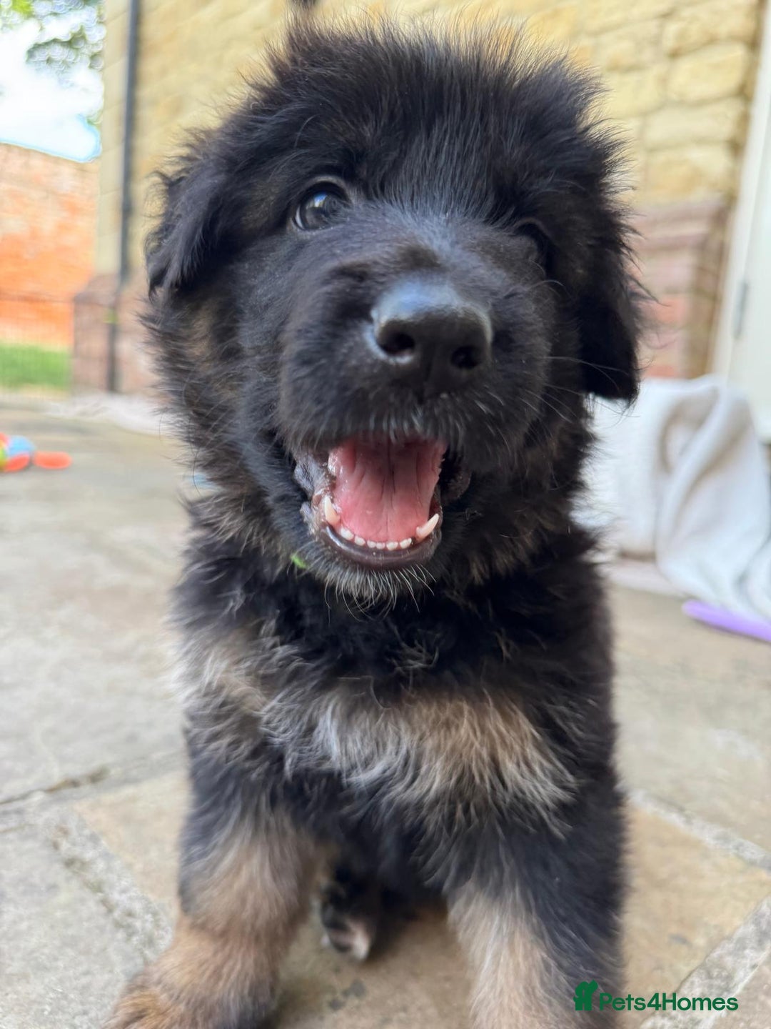German Shepherd dogs for sale: Gorgeous and healthy German Shepherds Puppies - Image 18