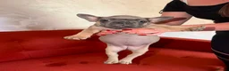 French Bulldog dogs for sale: French Bulldog Puppy's looking for a loving home - Advert 10