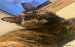 Persian cats for sale: Kitten tortoise shell  - Image 4