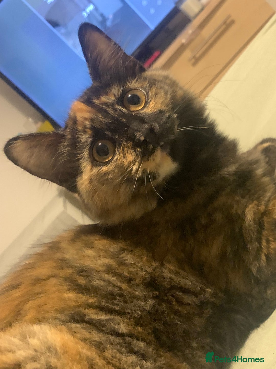 Persian cats for sale: Kitten tortoise shell  - Image 4