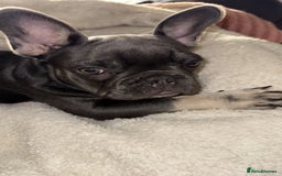 French Bulldog dogs for sale: KC REG FRENCH BULLDOG PUPPY - Image 9