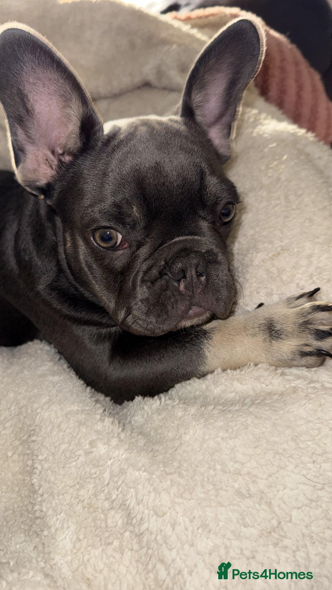 French Bulldog dogs for sale: KC REG FRENCH BULLDOG PUPPY - Image 9
