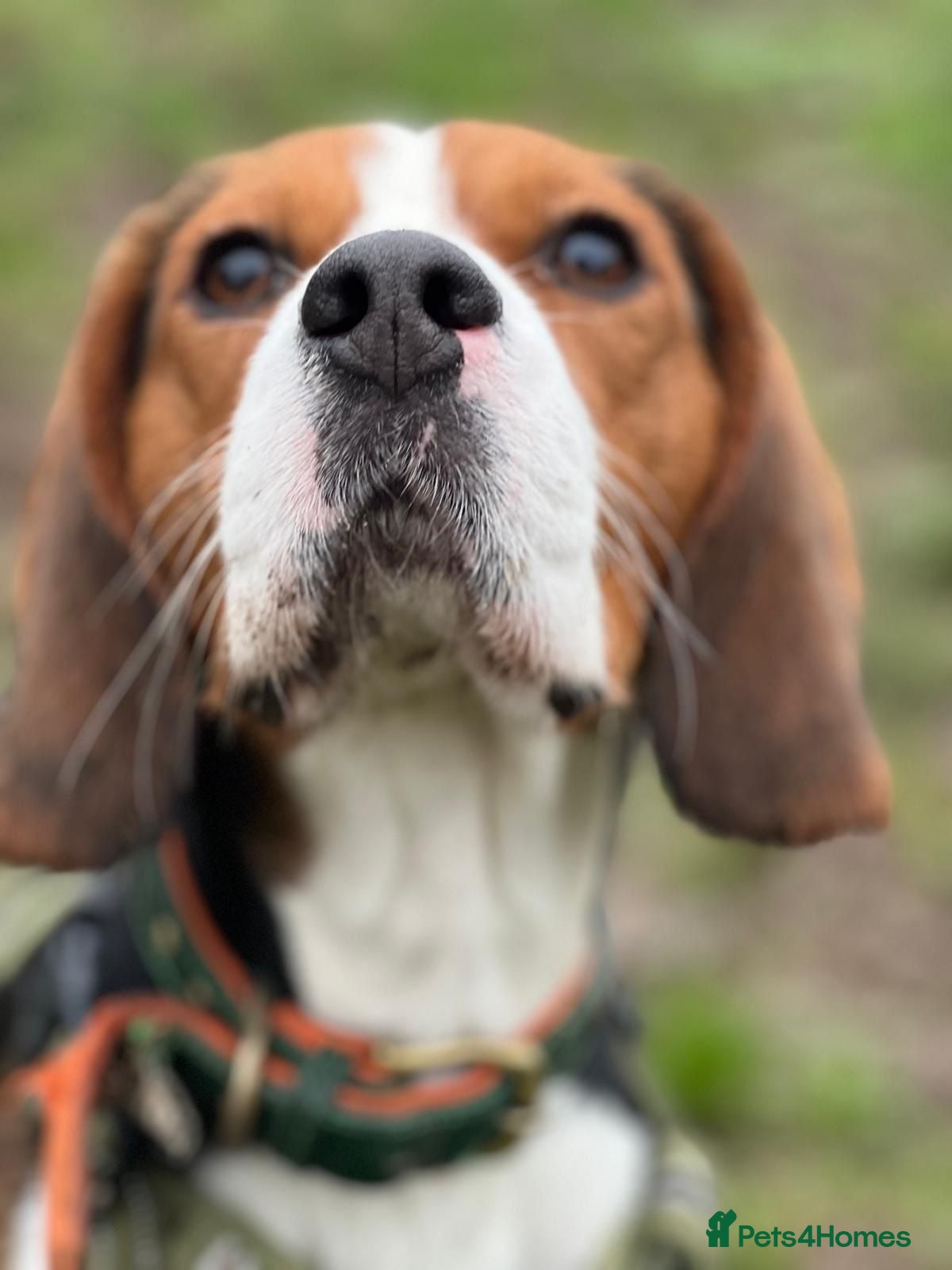 Beaglier dogs 🐾 Meet Pip! 🐶 - Advert 5