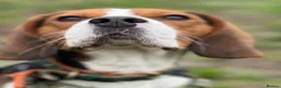 Beaglier dogs for stud: 🐾 Meet Pip! 🐶 - Advert 1