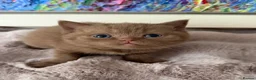 British Shorthair cats for sale: Cinnamon British Shorthair kittens  - Advert 5