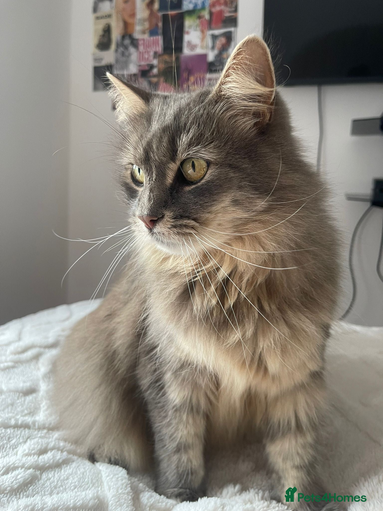 Mixed Breed cats Cat for rehoming  - Advert 1