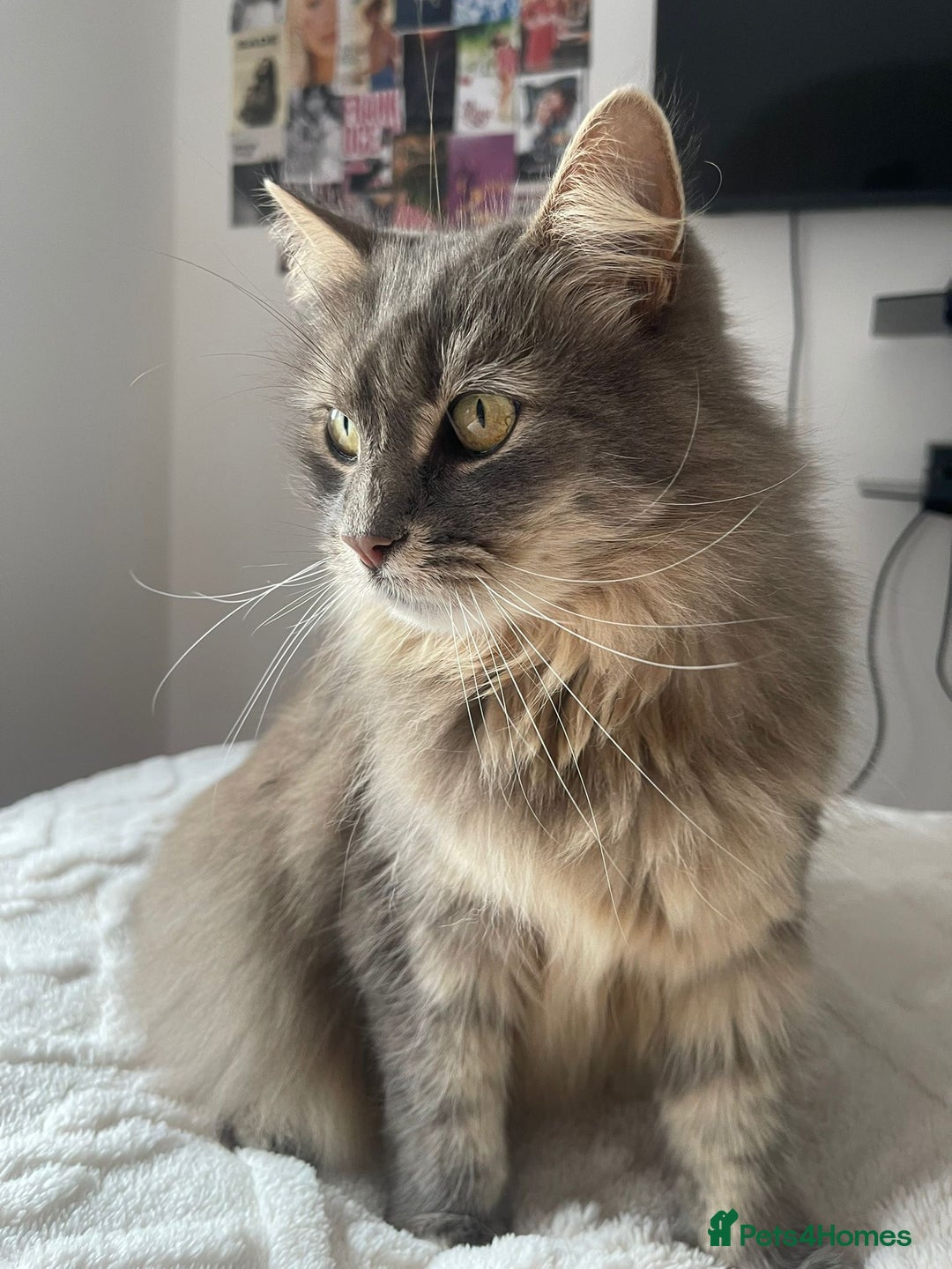 Mixed Breed cats for sale: Cat for rehoming  - Advert 1