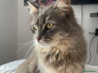 Mixed Breed cats Cat for rehoming - Advert 11