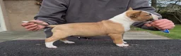 English Bull Terrier dogs for sale: English bull terrier puppies  in Bedford - Advert 4