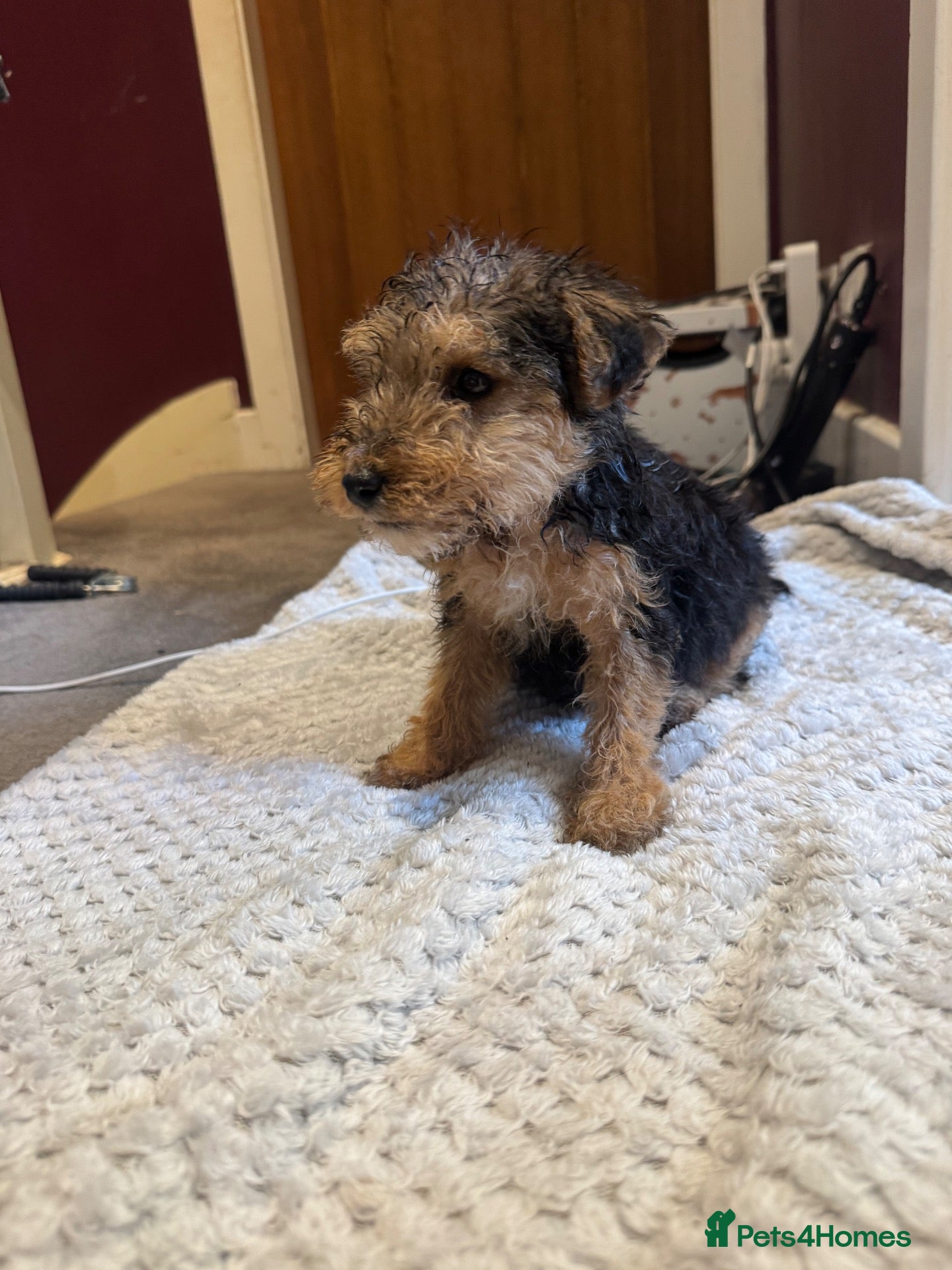 Mixed Breed dogs Lakeland/Welsh terriers (welkies) - Advert 8