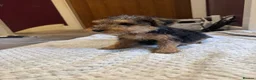 Mixed Breed dogs for sale: Lakeland/Welsh terriers (welkies) in Littleborough - Advert 1