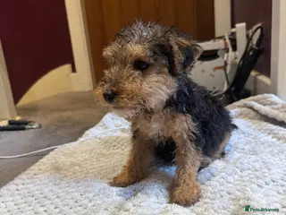 Mixed Breed dogs Lakeland/Welsh terriers (welkies) - Advert 8