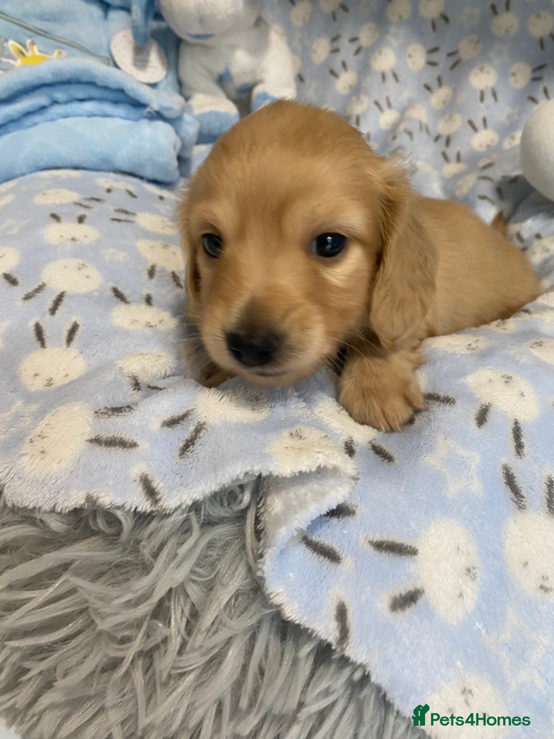 Miniature Dachshund dogs for sale: English Cream Mini Long Haired Dachshund  - Image 5