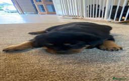 Rottweiler dogs for sale: Champion Bloodline Rottweilers - Image 28