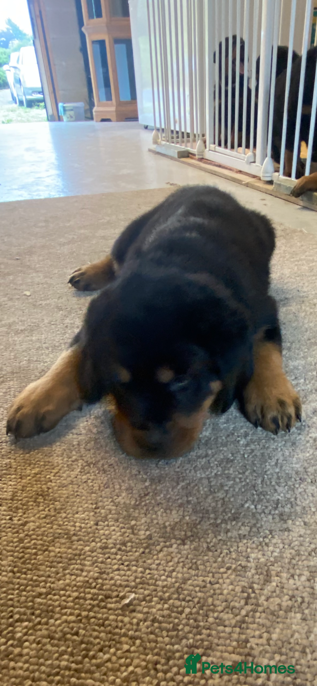 Rottweiler dogs for sale: Champion Bloodline Rottweilers - Image 28