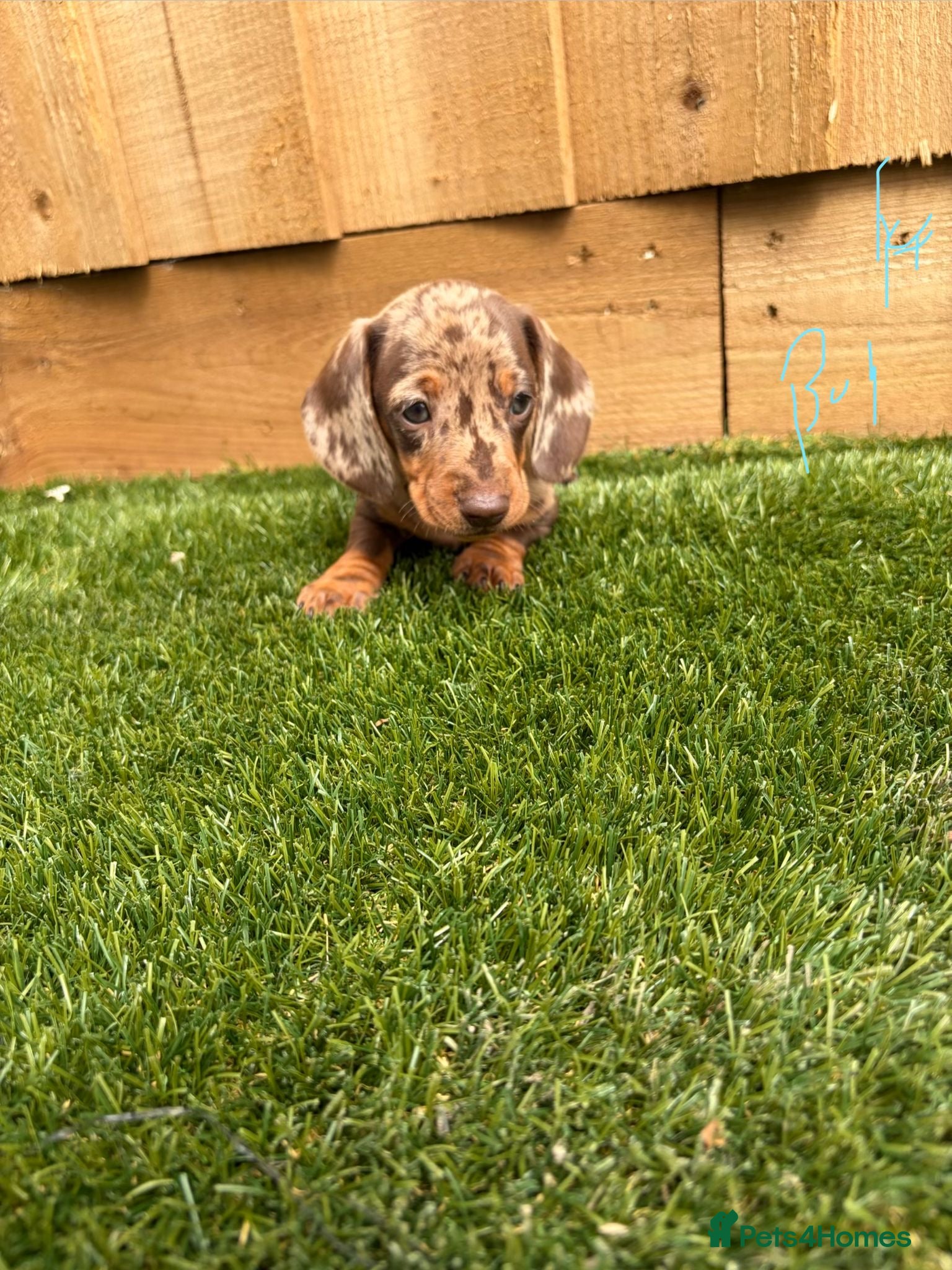 Miniature Dachshund dogs miniature dachshund - Advert 1