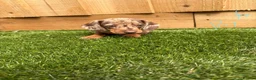 Miniature Dachshund dogs for sale: miniature dachshund - Advert 1
