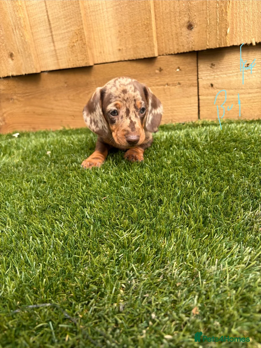 Miniature Dachshund dogs for sale: miniature dachshund - Advert 1