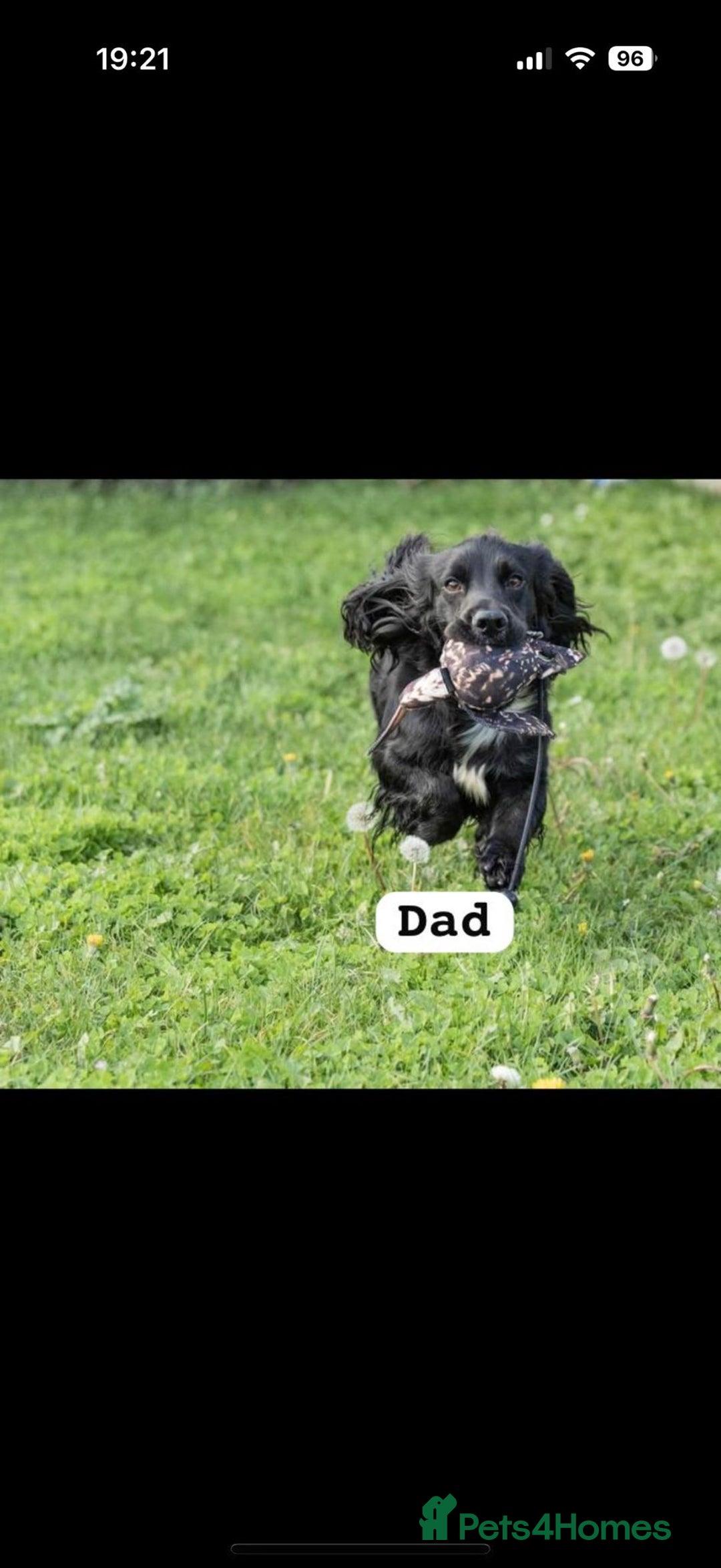 Cocker Spaniel dogs for sale: Working cocker spaniels  - Advert 3