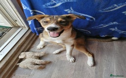 Mixed Breed dogs for adoption: 💖🐶 LISKA 🐶💖 - Image 11