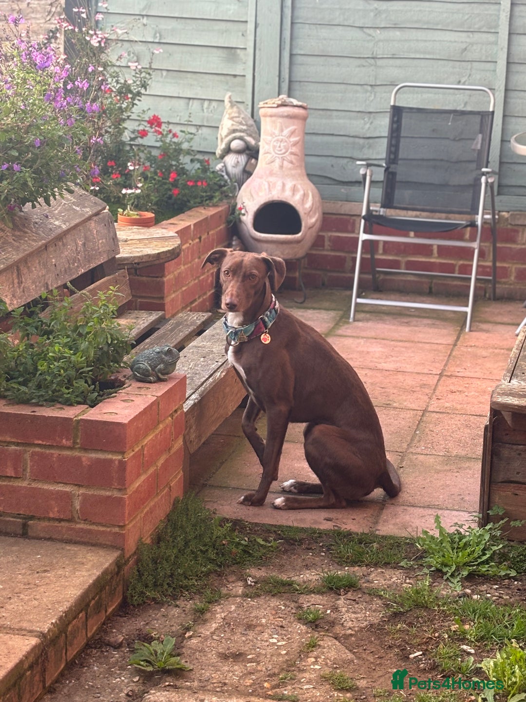 Whippet dogs for sale: Whippet puppies  - Advert 3