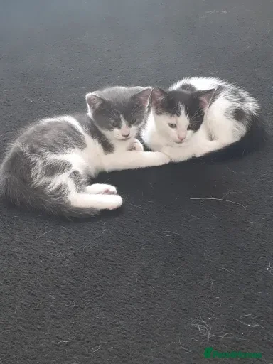 Mixed Breed cats 2 grey and 1 black and white kittens - Advert 19