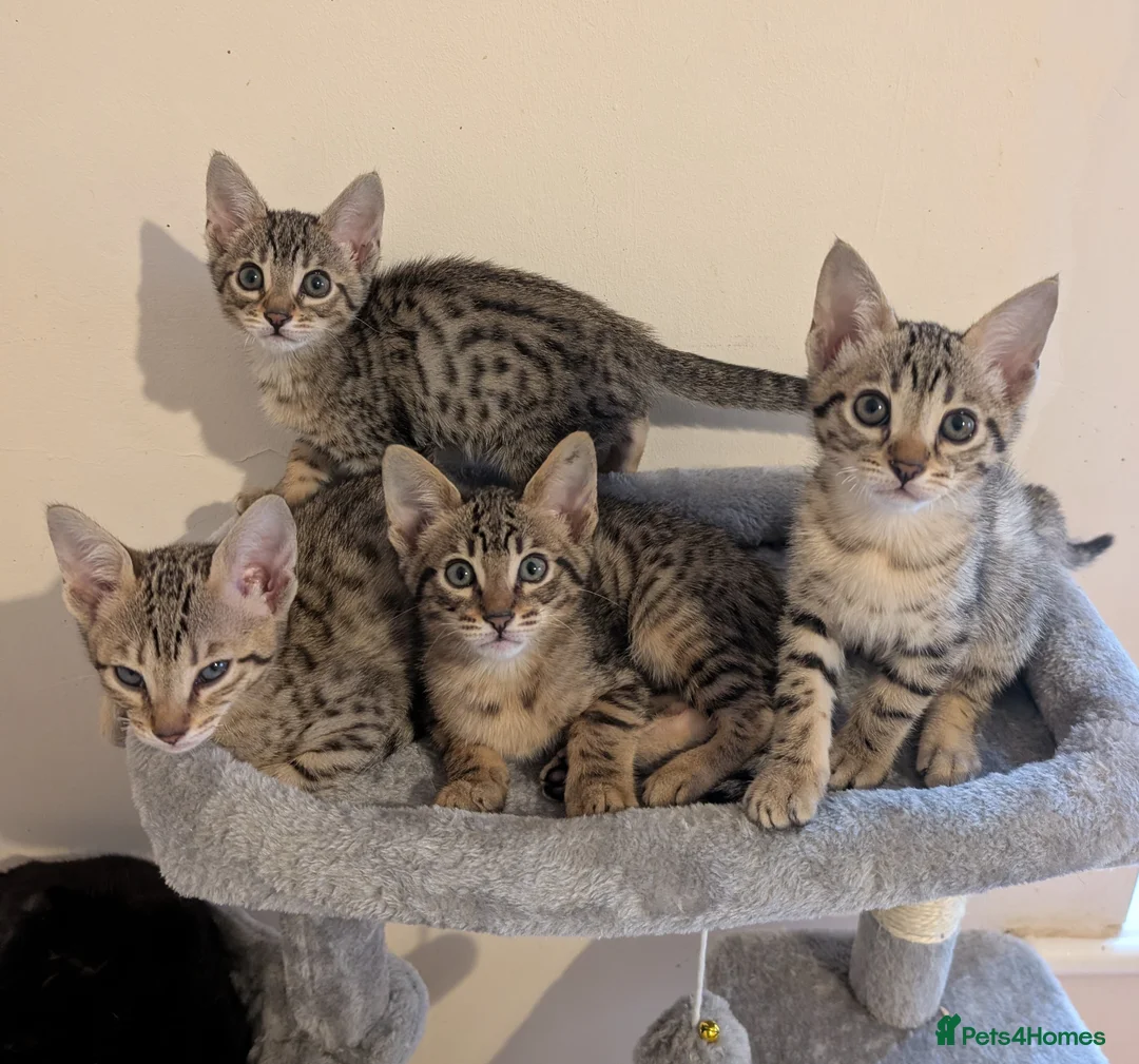 Savannah cats for sale: Stunning, affectionate, TICA f5sbt Savannahs - Advert 2