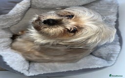 Yorkiepoo dogs for sale: Yorkiepoo - Image 2