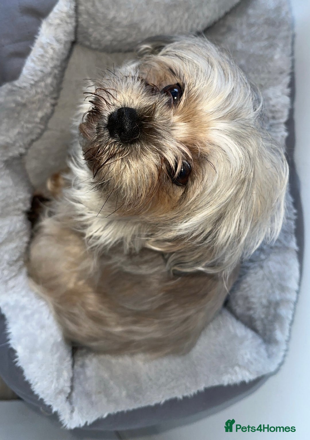 Yorkiepoo dogs for sale: Yorkiepoo - Image 2
