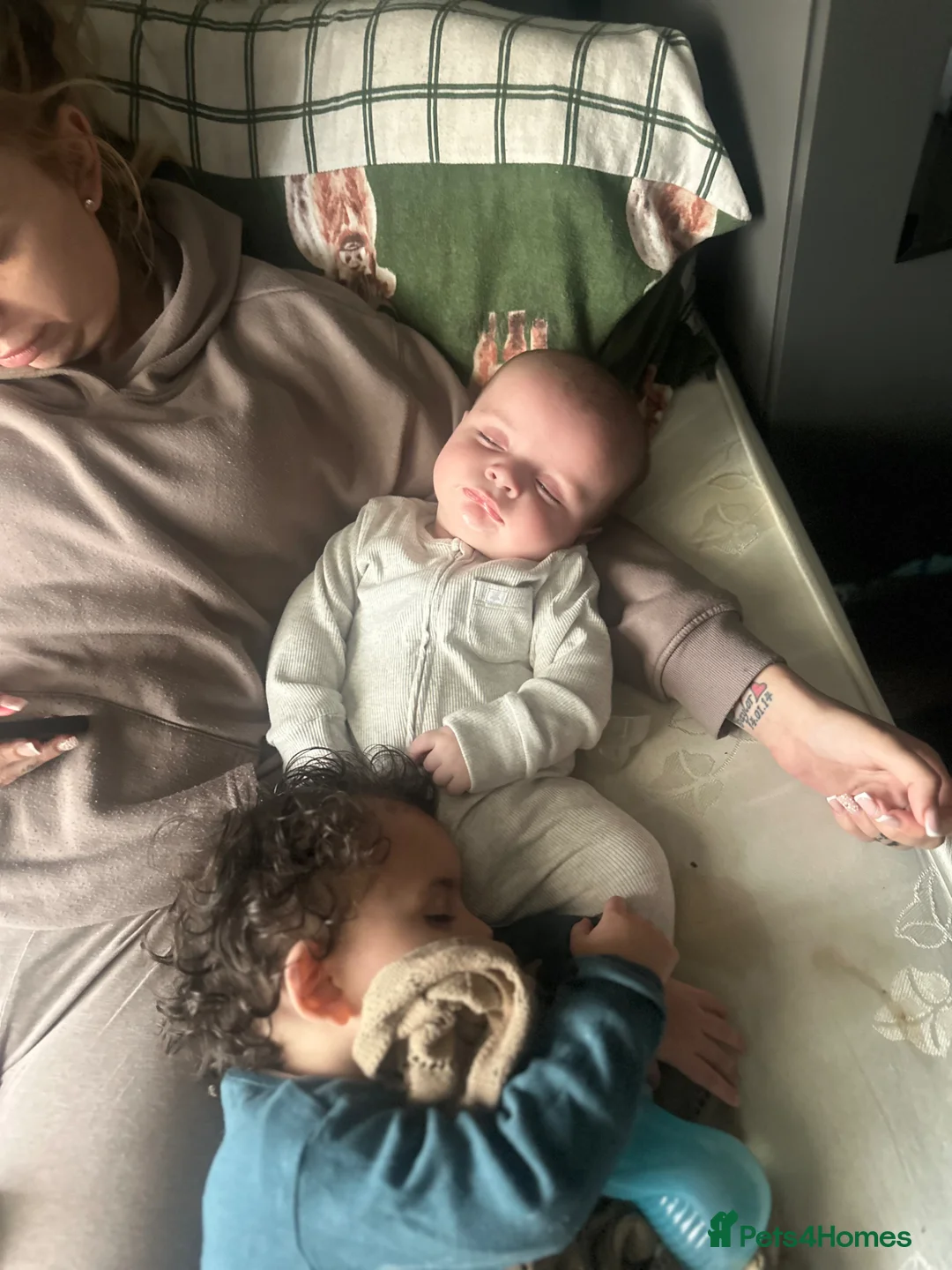 Maine Coon cats for sale: MAINE COON X BSH KITTENS - Advert 2