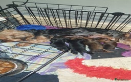 Mixed Breed dogs for sale: Chorkie pups - Advert 4