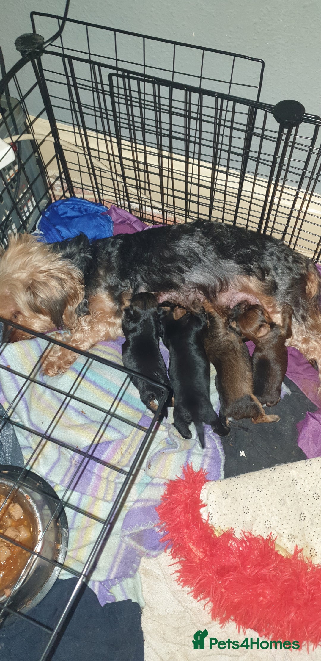 Mixed Breed dogs for sale: Chorkie pups - Advert 4
