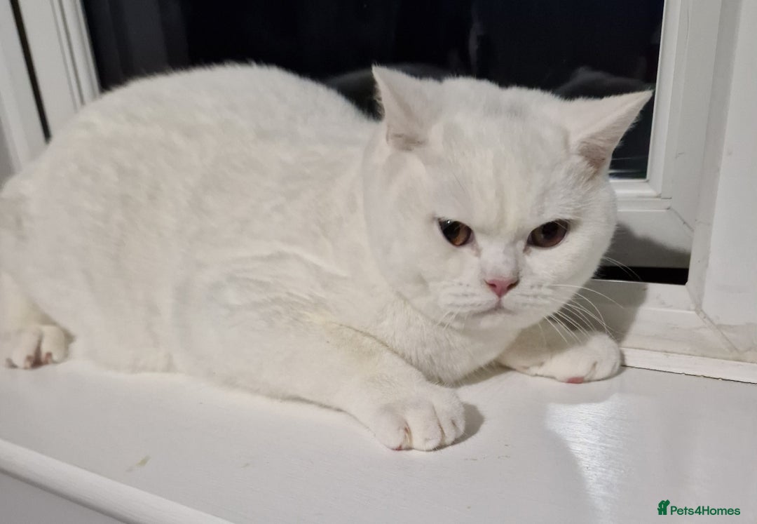 British Shorthair cats for sale: Stunning Pure White GCCF reg British Shorthair - Advert 2