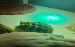 Tortoise reptiles for sale: 3 year old Herman tortoise with viv  - Image 1