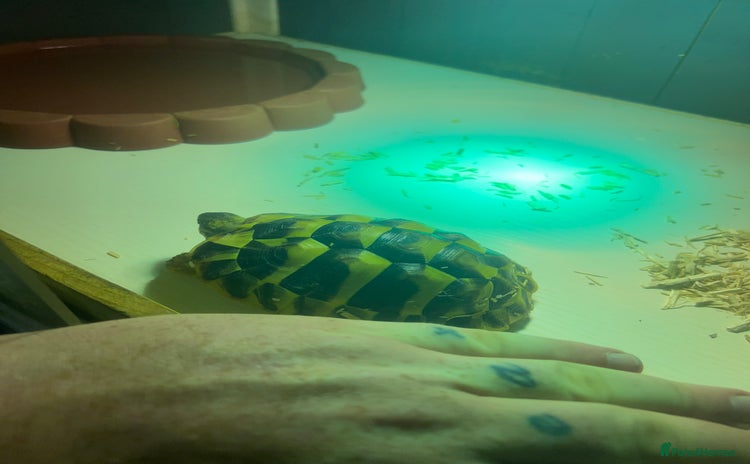 Tortoise reptiles - Advert 2