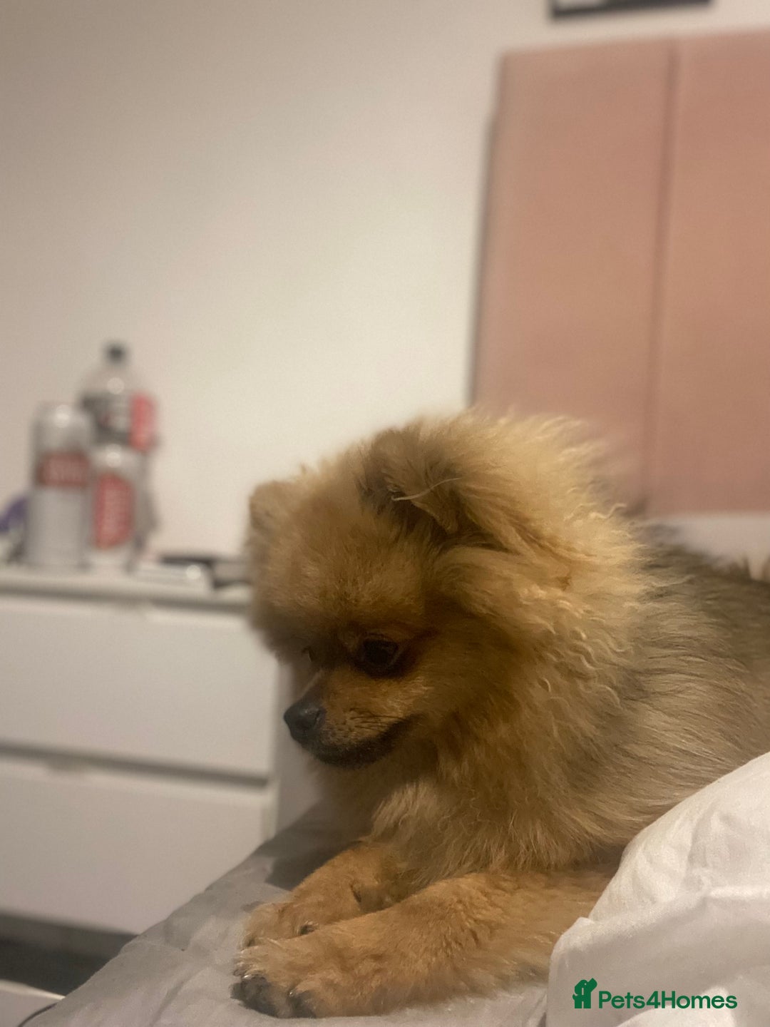 Pomeranian dogs for sale: 6 month old Pomeranian boy - Advert 4