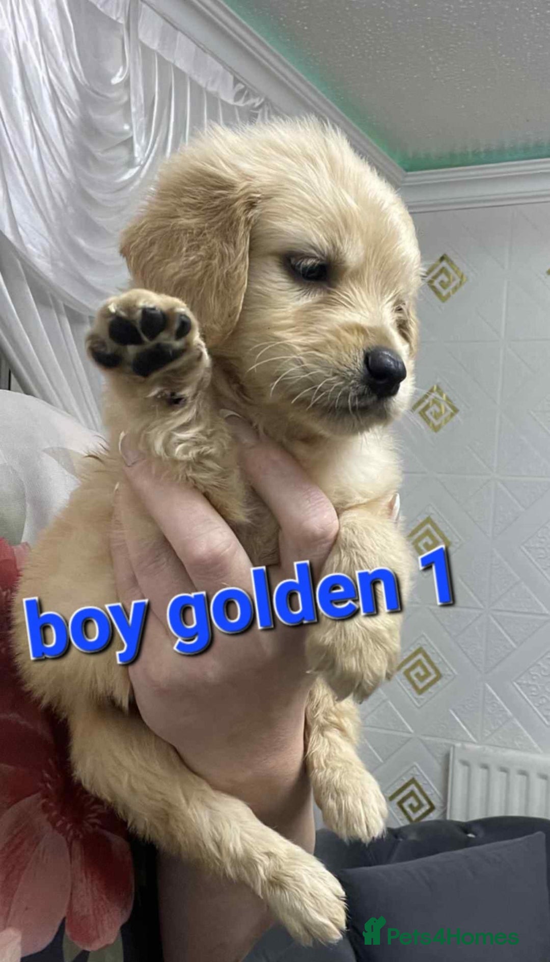 Goldendoodle dogs for sale: 🥰READY NOW GOLDENDOODLES🥰 - Image 5