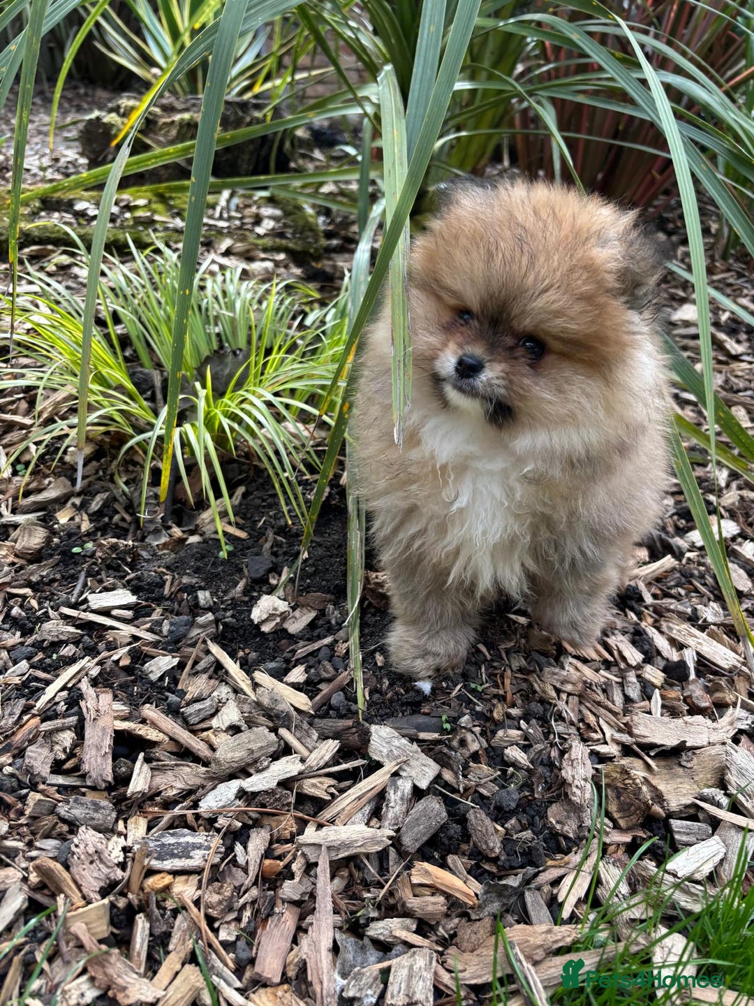 Pomchi dogs for sale: Adorable Pomchi Boy Available Now. - Image 1