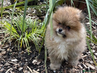 Pomchi dogs - Advert 5