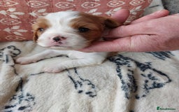 Cavalier King Charles Spaniel dogs for sale: Outstanding Cavalier King Charles Puppies  - Image 9