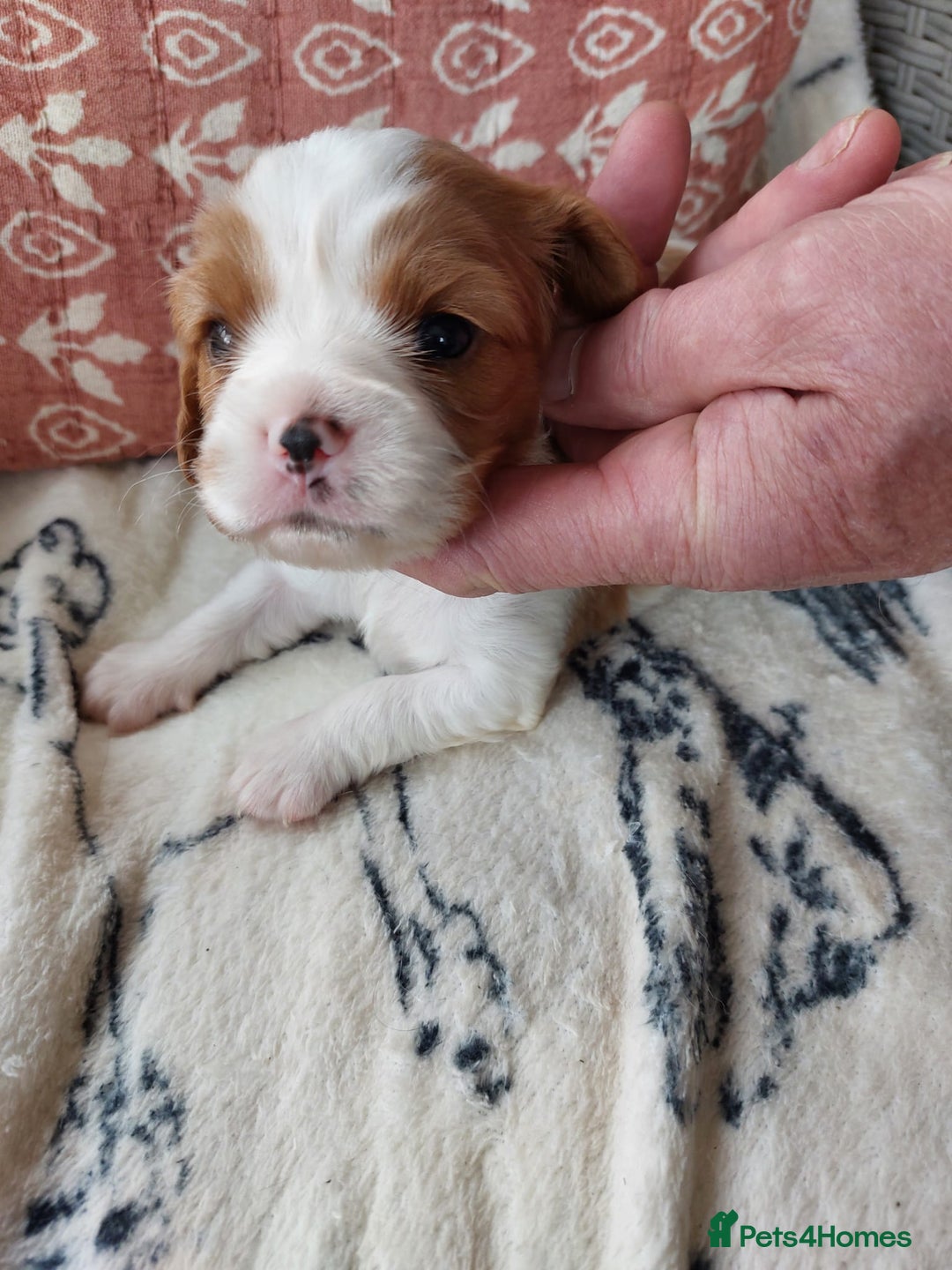 Cavalier King Charles Spaniel dogs for sale: Outstanding Cavalier King Charles Puppies  - Image 9