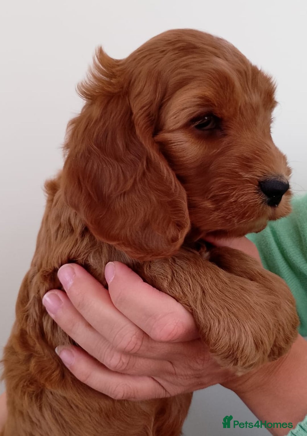 Cockapoo dogs for sale: Stunning F1 Red Miniature - Health Tested Parents - Image 27