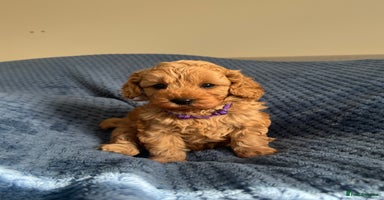Cavapoo dogs - Advert 3
