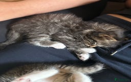 British Shorthair cats for sale: Male&Female British short hair kitten - Image 7