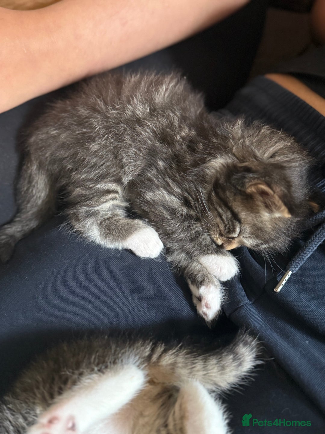 British Shorthair cats for sale: Male&Female British short hair kitten - Image 7